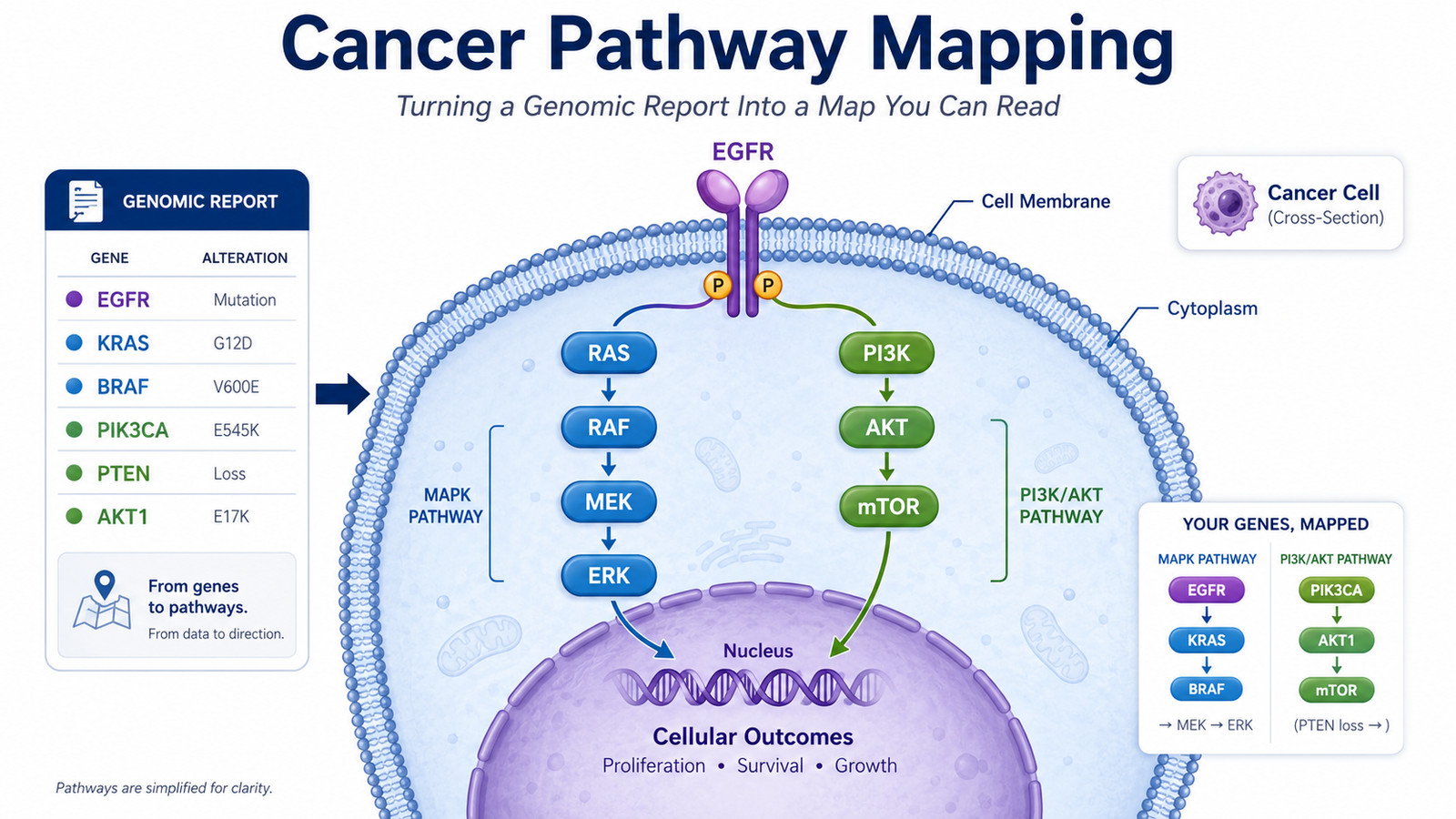 Cancer pathway mapping showing EGFR, RAS RAF MEK ERK, and PI3K AKT mTOR signaling pathways from a genomic report.